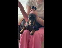 Girl strokes and pulls her black dogs ears in lap