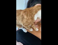 Cat gets kisses from owner on bed