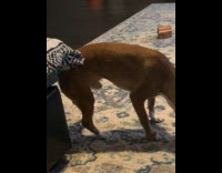 Dog try to scratch butt on couch corner