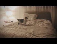 Collab DailyDoseOfInternet - Cat try to catch the toy in the fishing rod and fell into bed