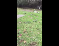 Kid jumps over sidewalk on scooter and falls into grass