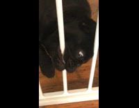 Collab Clips mpugc - Black dog biting white bars