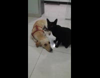 Cat licks pet dog on the floor
