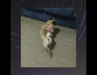 Pug dog wipes paws on rug wings