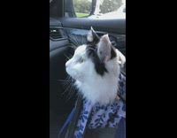 Black white cat inside bag meows car