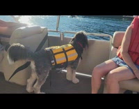 Dog excited on boat ride lift legs