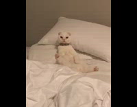 White cat sits like a human