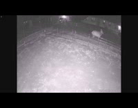 Elk shed antler at yard night footage