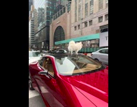 White dog on parked red car street