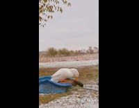 White duck drags brown duck out pool