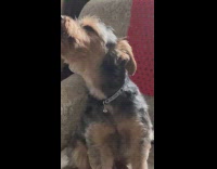 Dog howling at phone alarm 