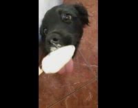 Black dog eats ice cream bar 