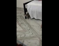 Woman approaches cat with cockroach on mouth