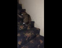 Cat chasing pingpong ball on stairs 