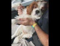 King Charles Spaniel sits in car while owner dances with her  