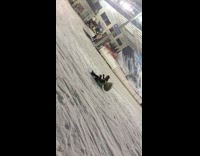 Collab scorpionmasters - Guy riding sled jumps does scorpion falls