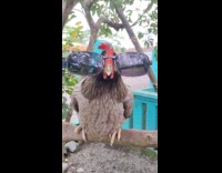 Chicken on tree branch wear human sunglasses