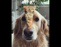 brown golden retriever dog balances objects on his nose