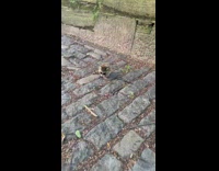 Raccoon sits on cobblestone floor