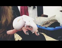 White pet albino snake approaches the camera