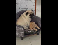Tedious Pug Leaves Persistent Playful Cat Alone
