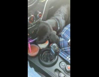 Dog licking lid of iced drink