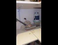 Man fails to catch mouse in laundry room 