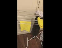 Black cat falls through bars drying rack 