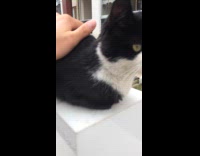 Stray cat petted outside the yard Part 2