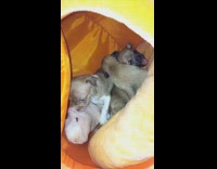 Puppies inside of orange house with guinea pig