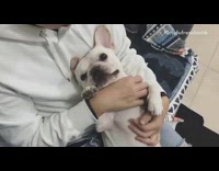 white dog in owner's lap getting chin touched 