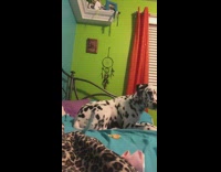 Collab Pets For All - Fruit snack challenge dalmatian dog girl fail 