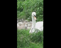 Swan with babies cygnets on grass pond