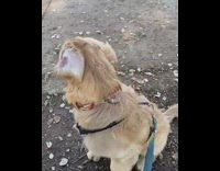 Golden retriever barks for starbucks whipped cream puppicino in a cup and eats it