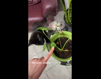 Small Cat Chews on Plants 