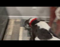 Mouse caught swimming at dog food bowl