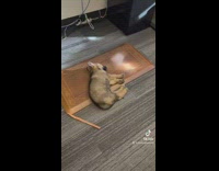 Dog sleeping under owners work desk 