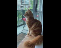 Orange cat meows looks out door girl 