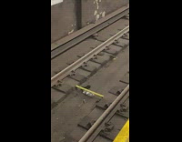 Rat with Hotdog Bun Get Chased by Fellow Rat