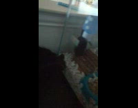 Black cat lay beside hamster glass cage