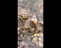 Turtles bite the caught fish on hook