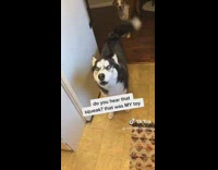Dramatic husky dog tells story to woman