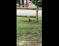 Squirrel jumps onto gate with stick