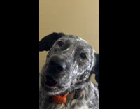 Dog stares at filmer makes funny sound