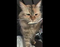 Cat Eats Ice Cream Out of Spoon After Hitting It