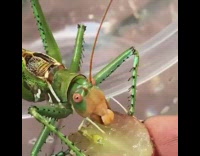 Guy feeds large green bug grape food 
