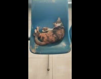 Cat sleeps on chair after eating lunch