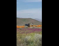 Black shirt guy car orange poppy flowers 