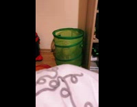 Cat jumps and misses foot under blanket