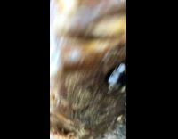 Isopod stuck to side of dead fish 